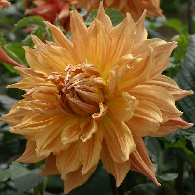 ダリア オレンジ ラニー ミドルトン｜花の手帖のダリア図鑑