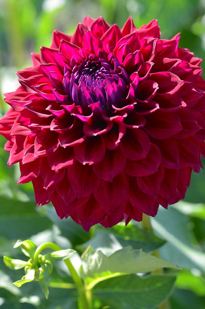 ダリア 織姫｜花の手帖のダリア図鑑