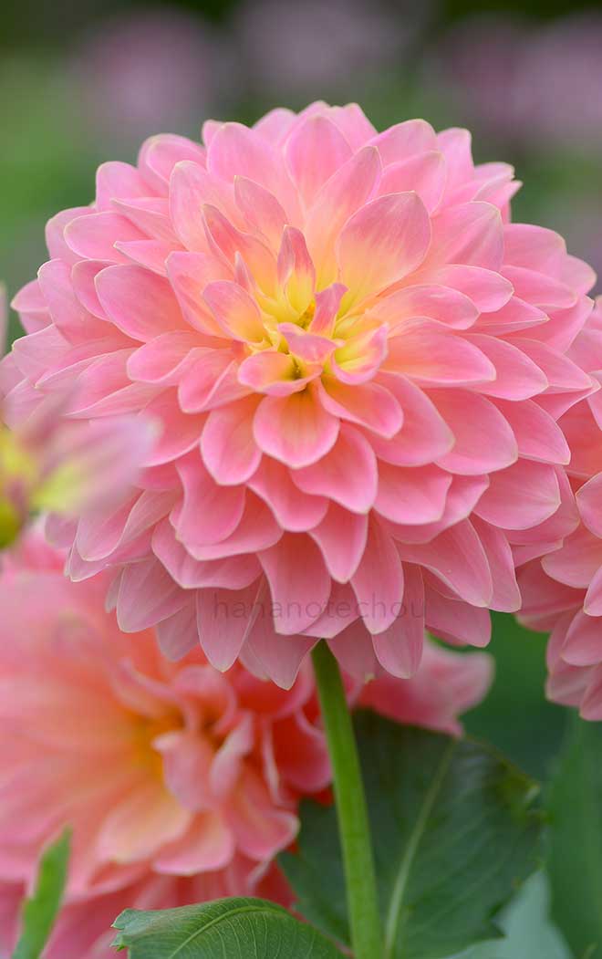 ダリア 幼なじみ｜花の手帖のダリア図鑑