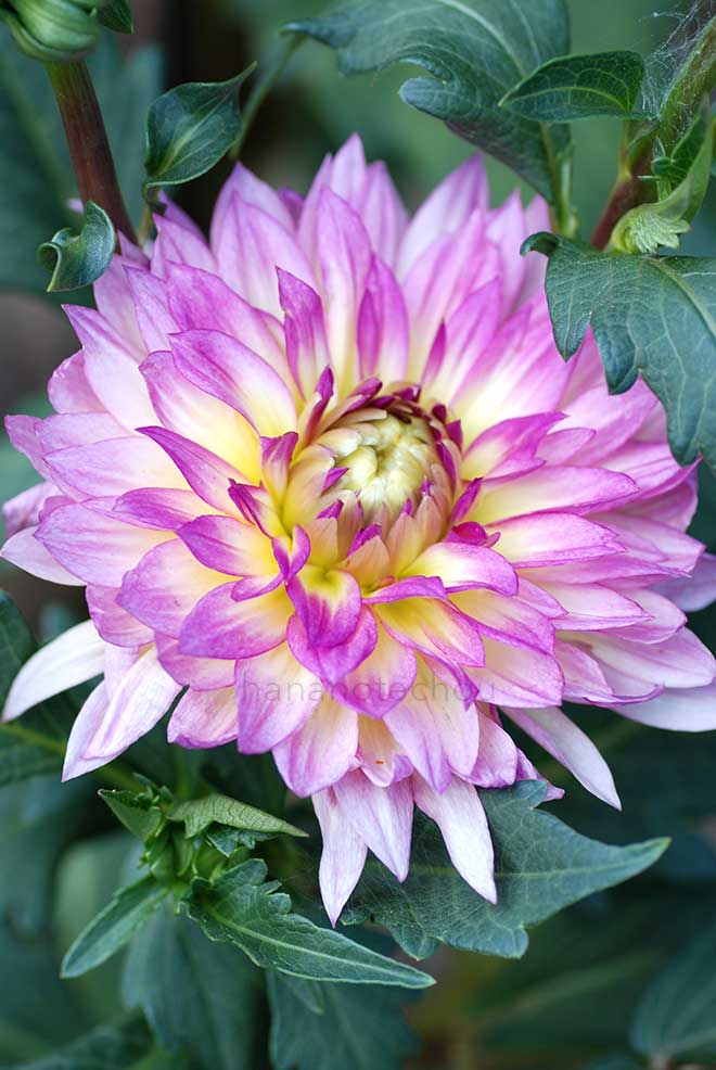 ダリア おすまし｜花の手帖のダリア図鑑