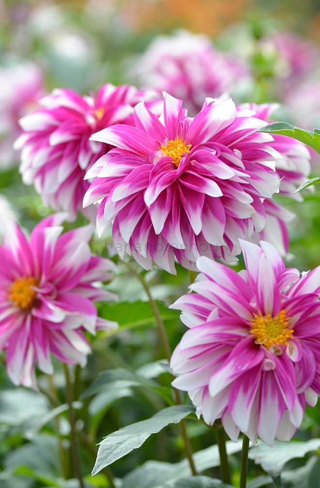 ダリア お手玉｜花の手帖のダリア図鑑