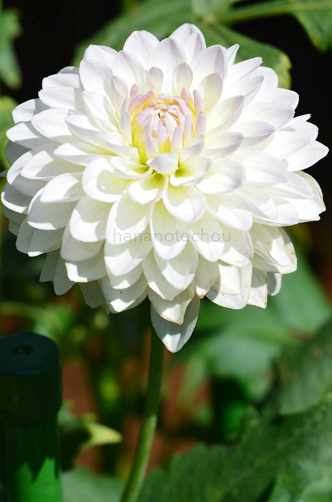 ダリア おとぎ話｜花の手帖のダリア図鑑