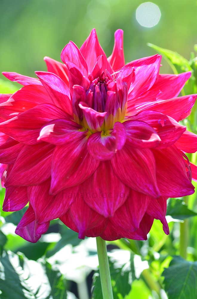 ダリア 男の背中｜花の手帖のダリア図鑑