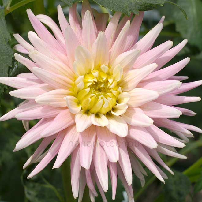 ダリア 乙女心｜花の手帖のダリア図鑑