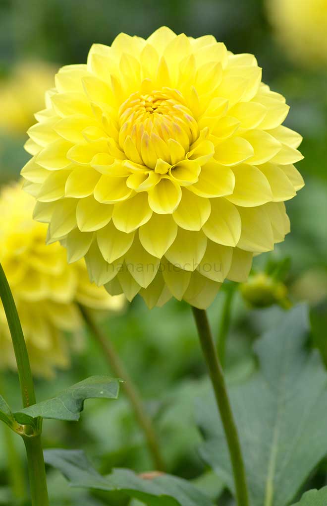 ダリア 王淋｜花の手帖のダリア図鑑