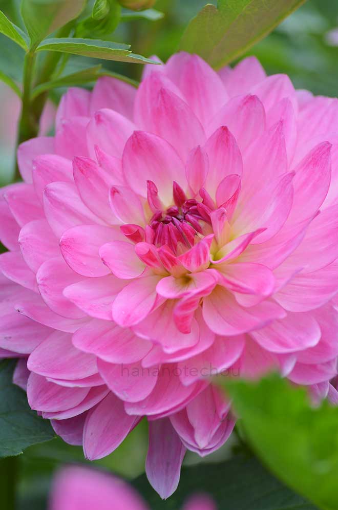 ダリア サフラン｜花の手帖のダリア図鑑