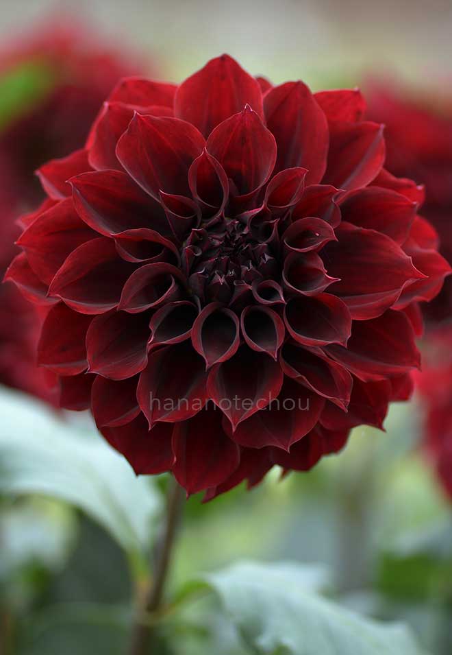 ダリア 彩光｜花の手帖のダリア図鑑