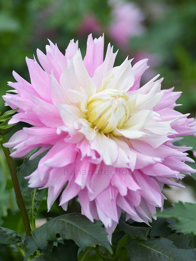 ダリア 桜女王｜花の手帖のダリア図鑑