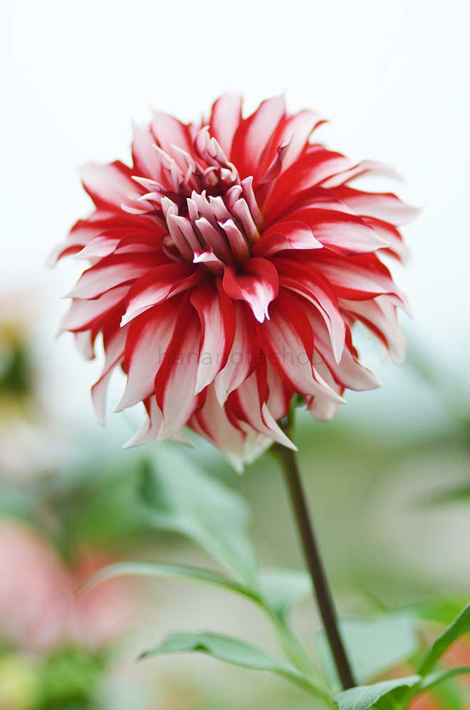 ダリア サンタクロース｜花の手帖のダリア図鑑