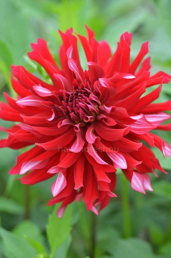 ダリア 盛夏｜花の手帖のダリア図鑑