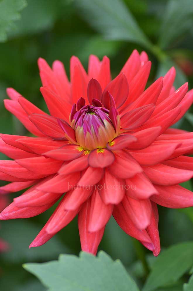 ダリア 星光｜花の手帖のダリア図鑑