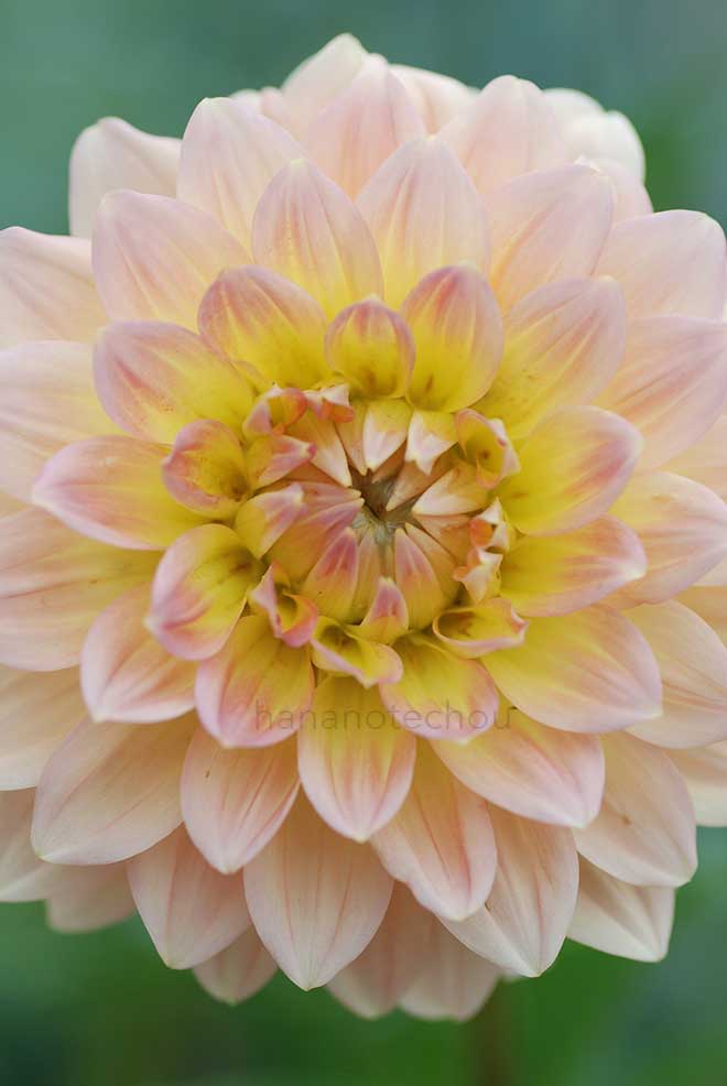 ダリア 千秋日和｜花の手帖のダリア図鑑