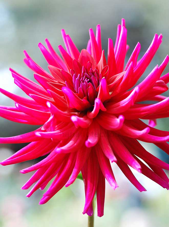 ダリア 紫炎｜花の手帖のダリア図鑑