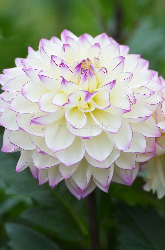 ダリア 紫玉｜花の手帖のダリア図鑑