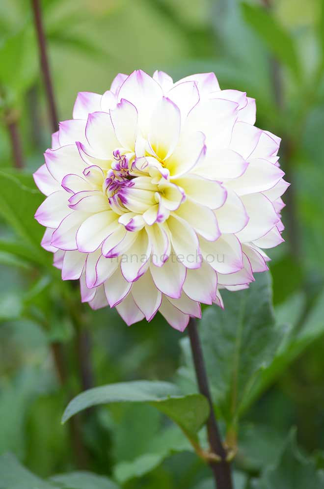 ダリア 紫玉｜花の手帖のダリア図鑑