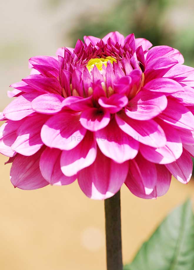 ダリア 詩季｜花の手帖のダリア図鑑