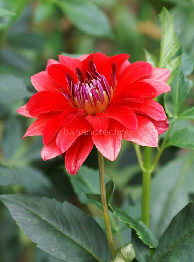 ダリア 神聖｜花の手帖のダリア図鑑