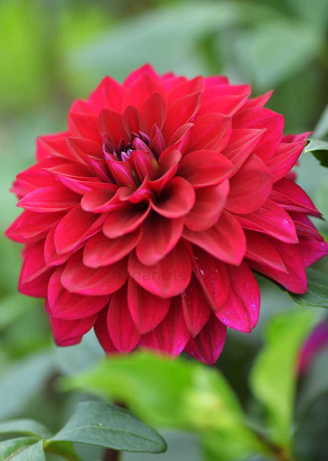 ダリア 紫音｜花の手帖のダリア図鑑