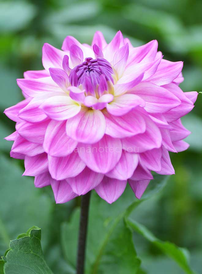 ダリア 白神の春｜花の手帖のダリア図鑑