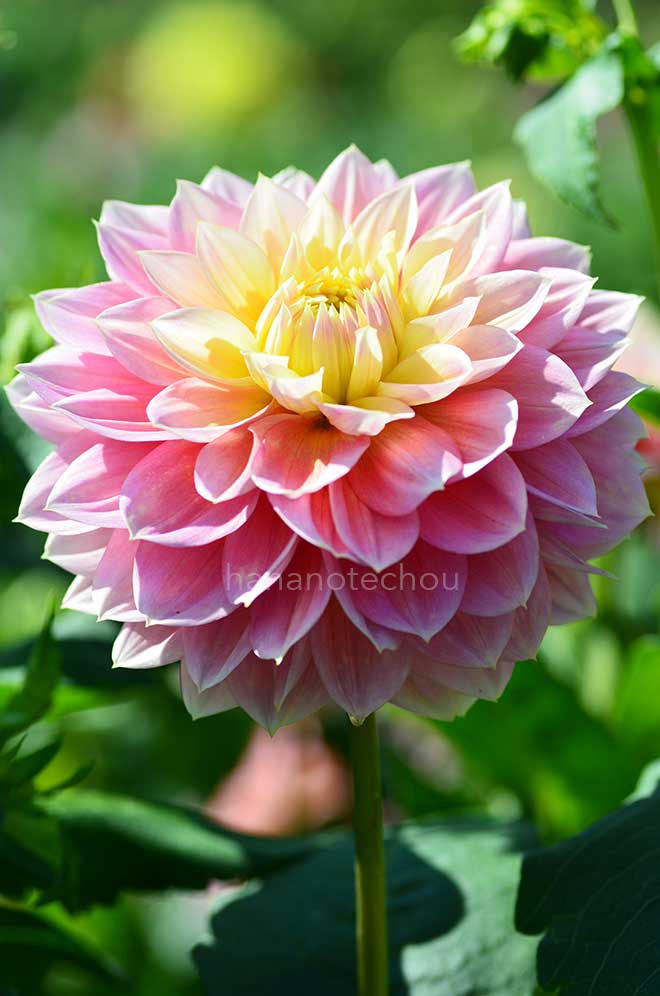 ダリア 思春期｜花の手帖のダリア図鑑