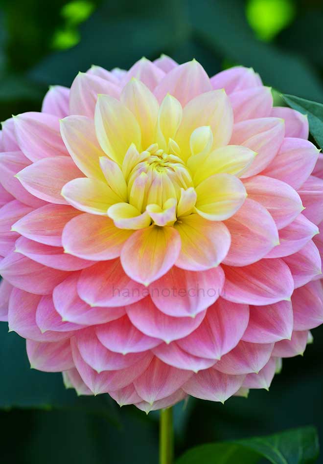 ダリア 思春期｜花の手帖のダリア図鑑