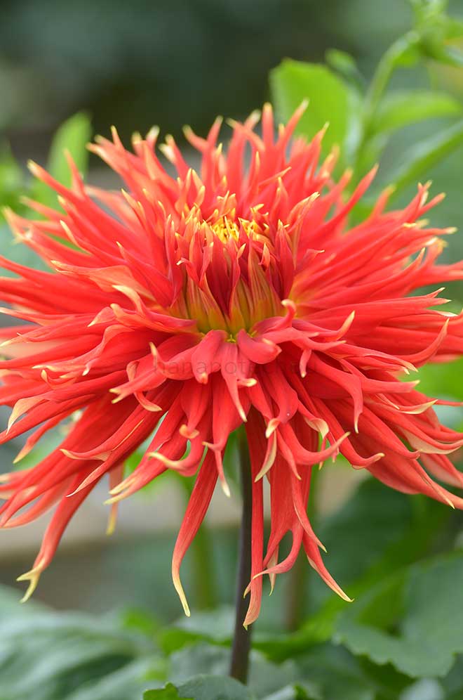 ダリア ショーンテル｜花の手帖のダリア図鑑