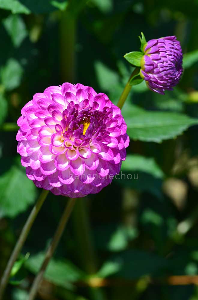 ダリア 珠玉｜花の手帖のダリア図鑑