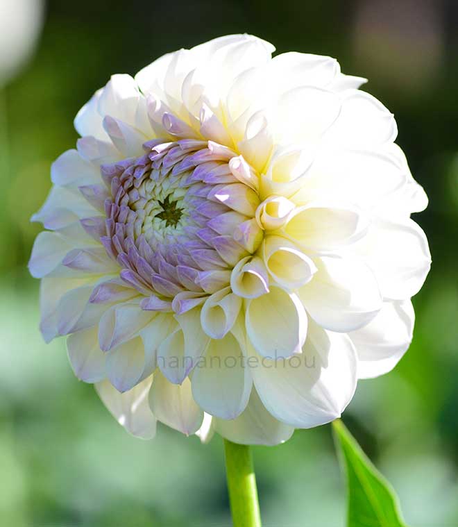 ダリア スノー ハット｜花の手帖のダリア図鑑