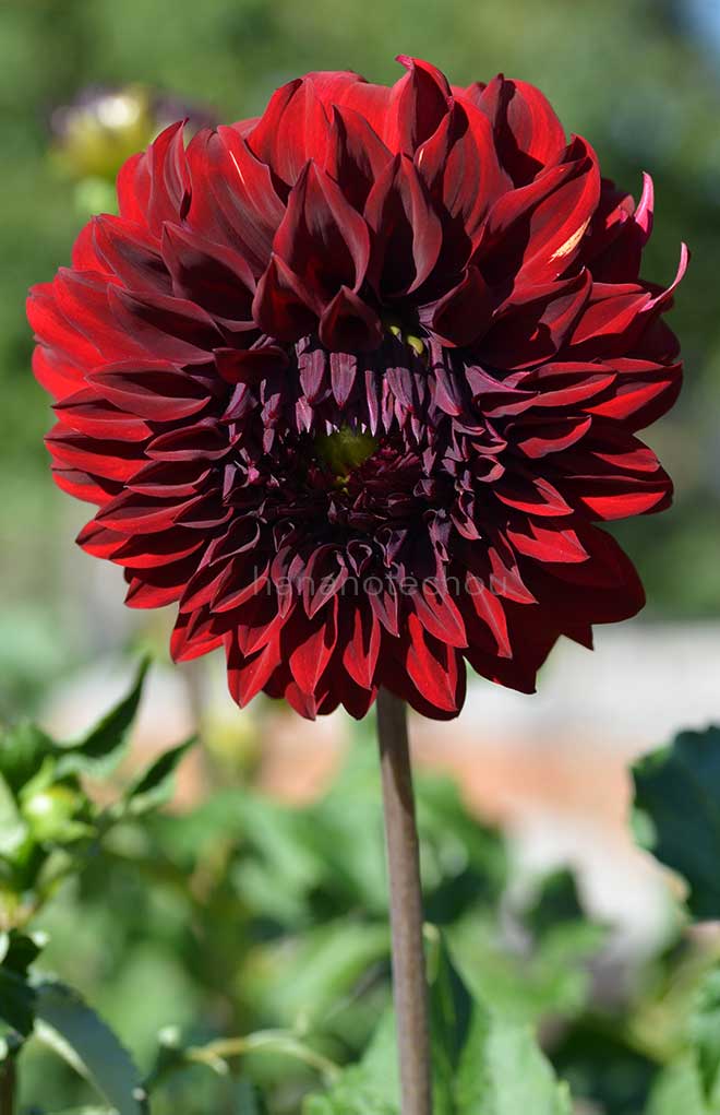 ダリア スパルタカス｜花の手帖のダリア図鑑