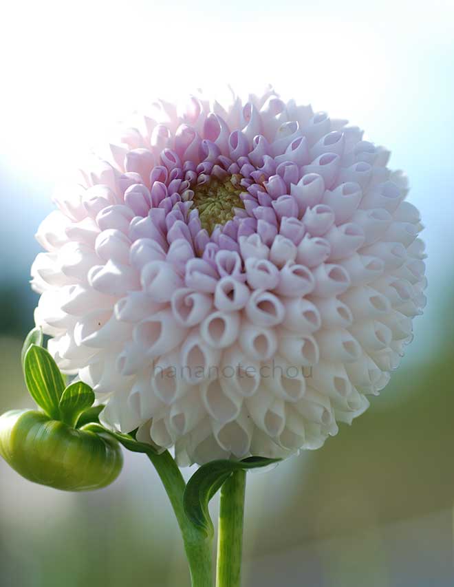 ダリア シュガー パール｜花の手帖のダリア図鑑