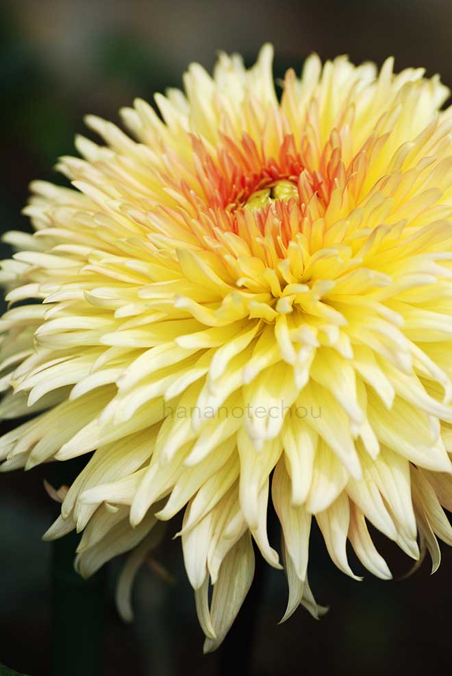 ダリア すずかけの道｜花の手帖のダリア図鑑