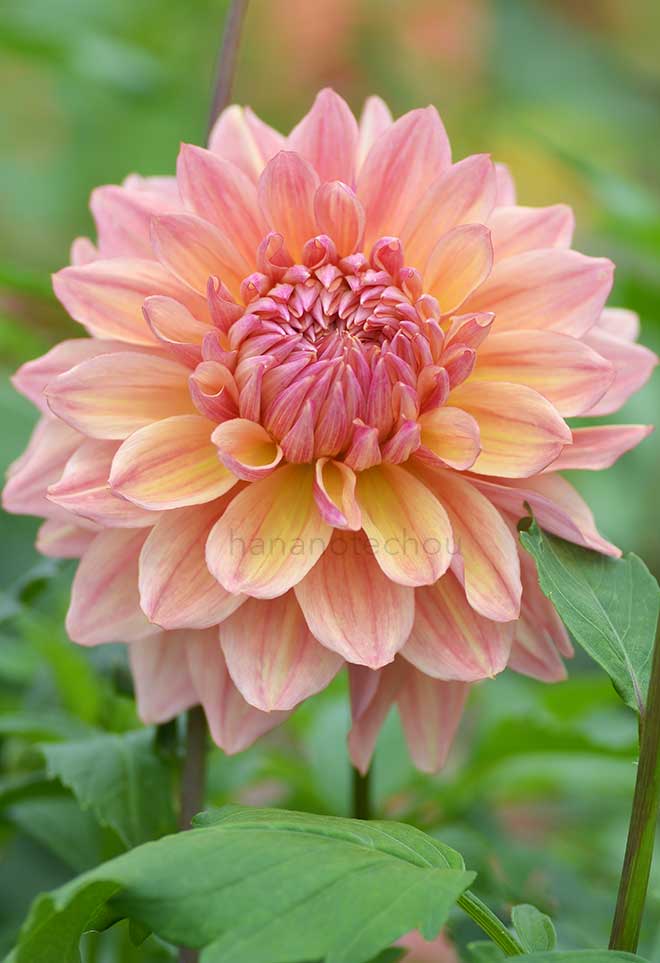 ダリア 高尾山｜花の手帖のダリア図鑑