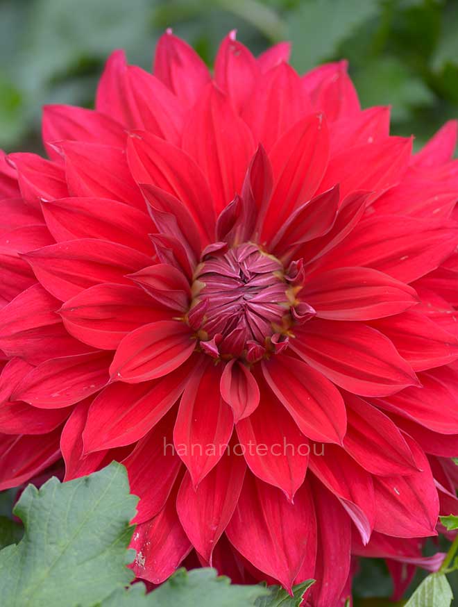 ダリア 宇宙｜花の手帖のダリア図鑑