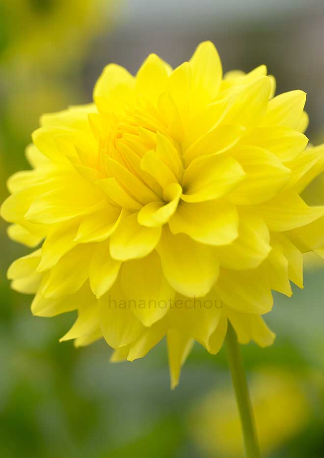 ダリア うぐいすの恋｜花の手帖のダリア図鑑