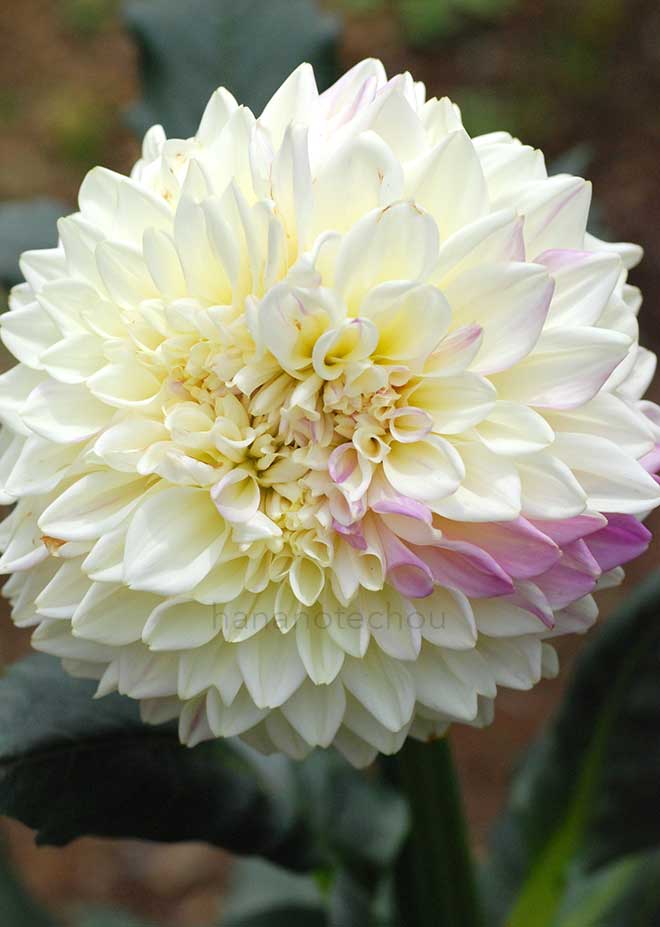 ダリア 海蛍｜花の手帖のダリア図鑑