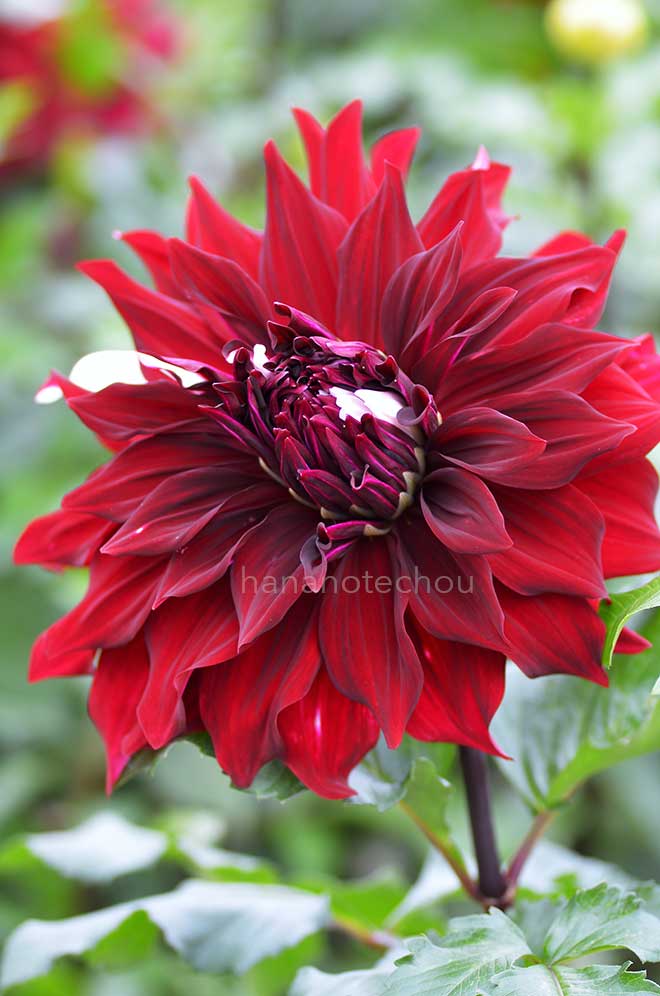 ダリア 浮気心｜花の手帖のダリア図鑑