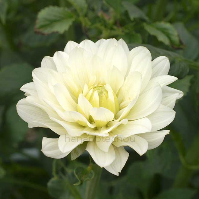 ダリア ヴァーダ｜花の手帖のダリア図鑑