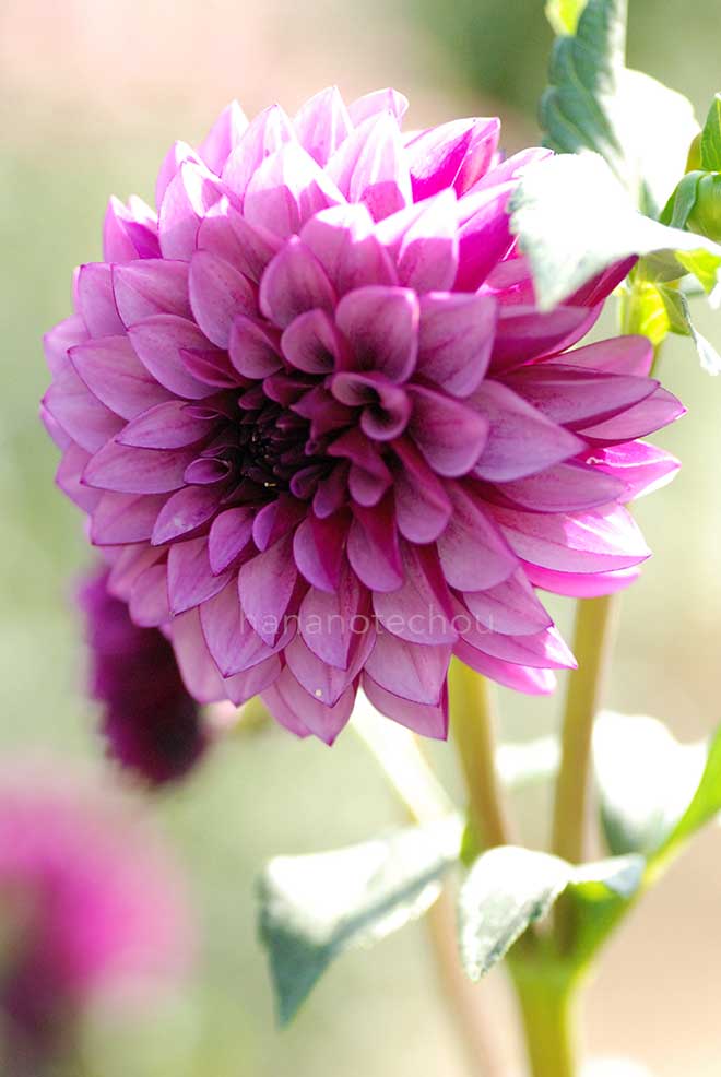 ダリア ヴァーサ｜花の手帖のダリア図鑑