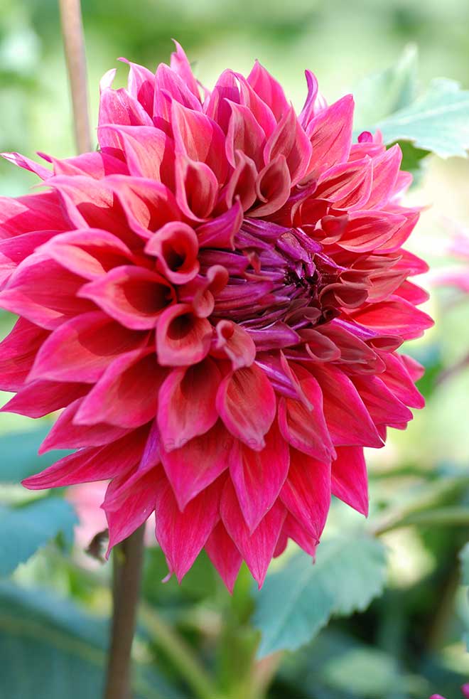 ダリア ウインキー コーネル｜花の手帖のダリア図鑑