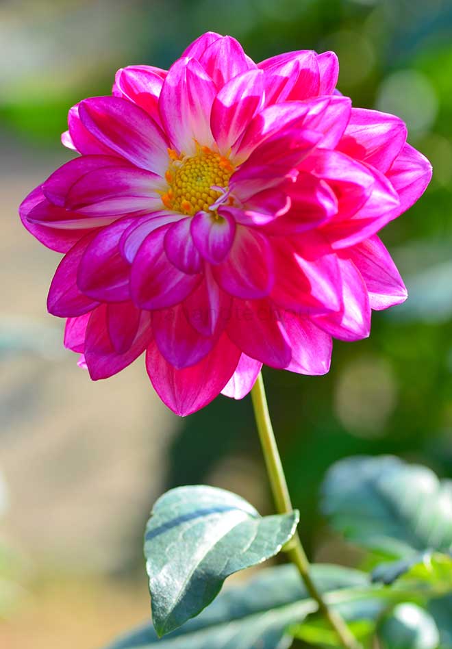 ダリア イエスタデー｜花の手帖のダリア図鑑