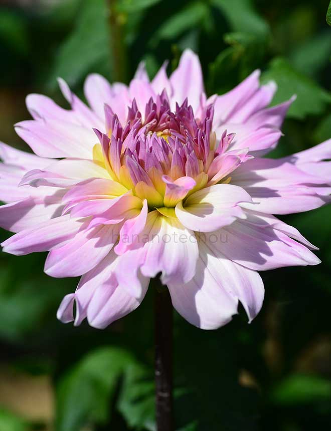 ダリア 瑞雲｜花の手帖のダリア図鑑