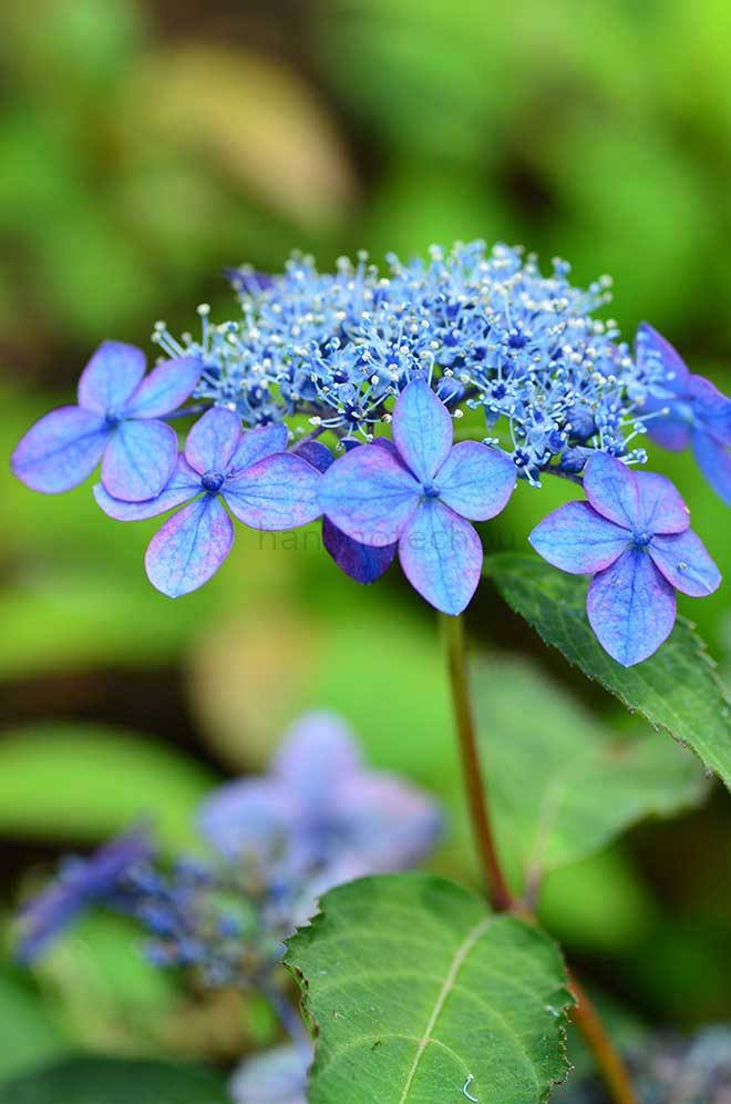 紫陽花 藍姫｜花の手帖のアジサイ図鑑