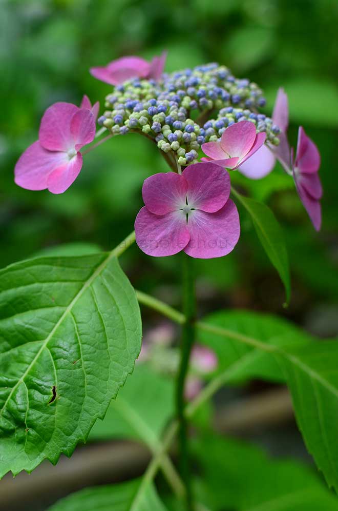 紫陽花 茜月｜花の手帖のアジサイ図鑑