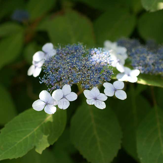 紫陽花 甘茶｜花の手帖のアジサイ図鑑