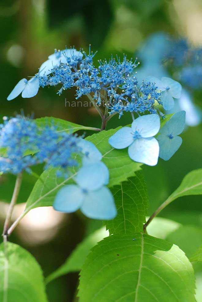 紫陽花 ｜花の手帖のアジサイ図鑑
