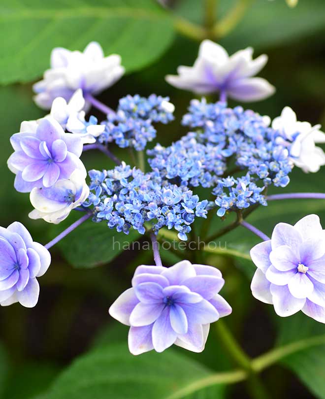紫陽花 雨に唄えば｜花の手帖のアジサイ図鑑