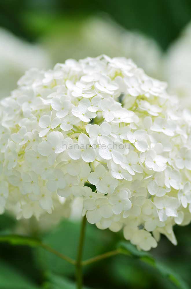 紫陽花 アナベル｜花の手帖のアジサイ図鑑