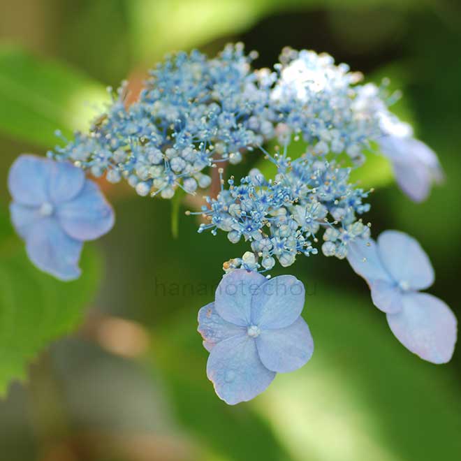 紫陽花 青葉の笛｜花の手帖のアジサイ図鑑