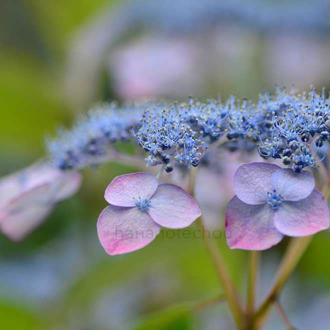 紫陽花 青覆輪清澄沢｜花の手帖のアジサイ図鑑