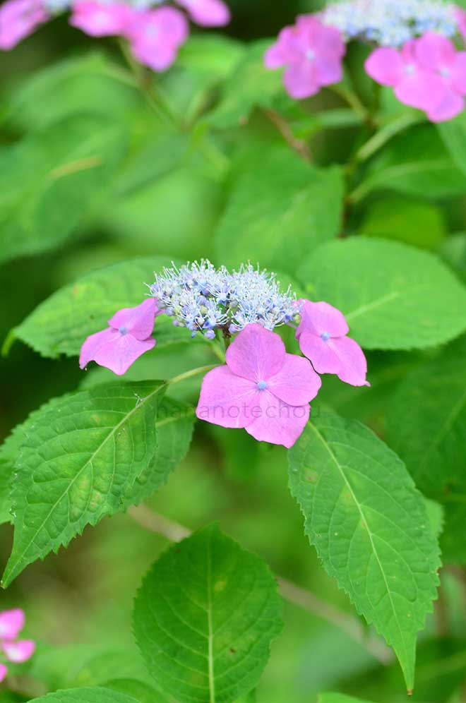 紫陽花 朝日｜花の手帖のアジサイ図鑑
